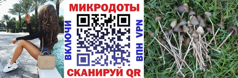 Псилоцибиновые грибы Psilocybe  Карпинск 